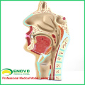 THROAT05 (12511) Fisiologia ENT Humana Modelo de Anatomia Transversal Nasal da Garganta Nariz